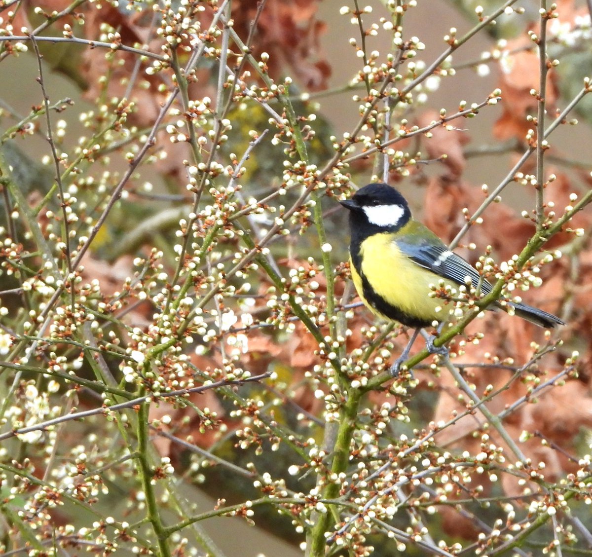 MrsWaterVole's tweet image. Great Tit in a blossom tree at Roding Valley Meadows today