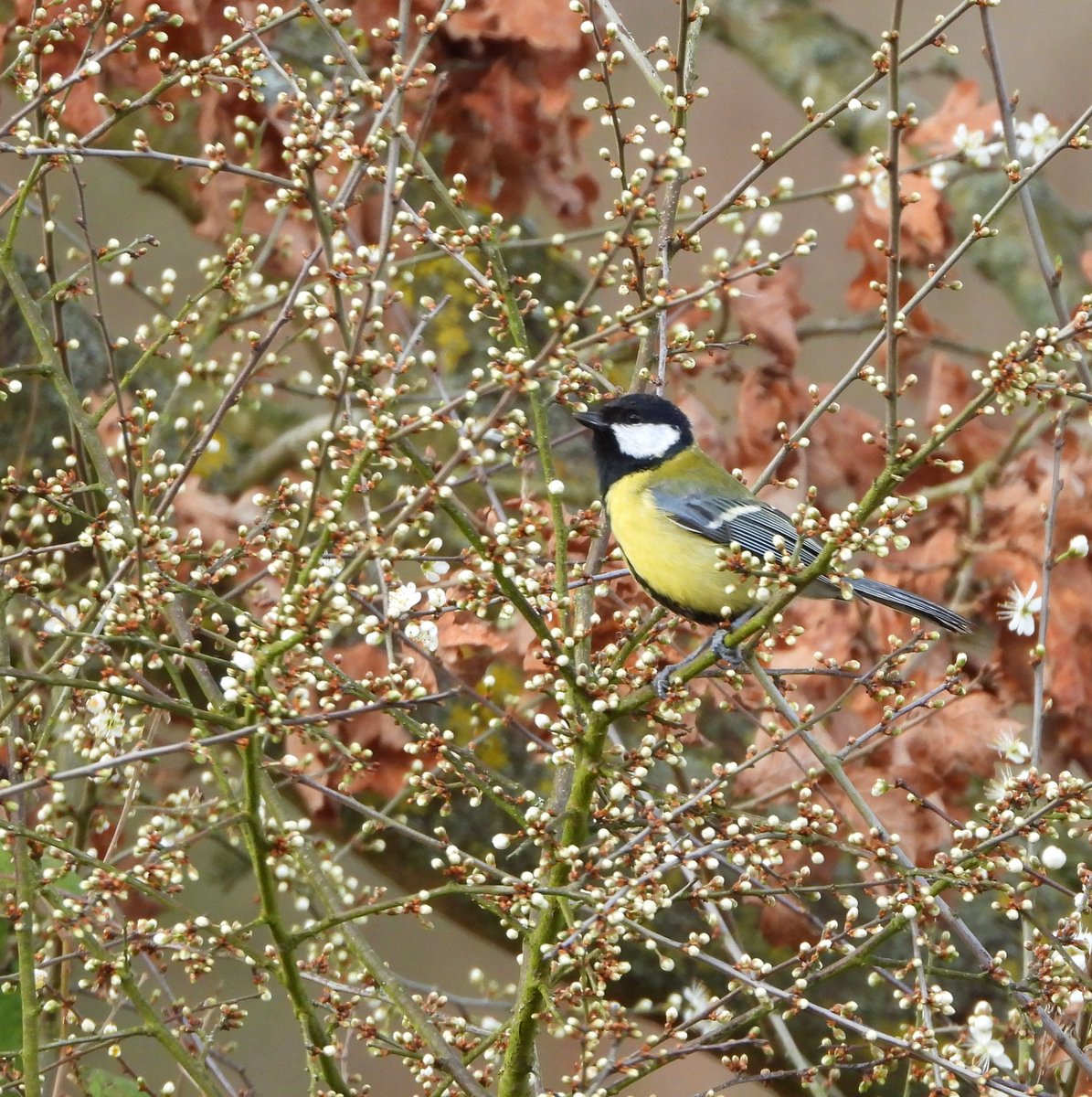 MrsWaterVole's tweet image. Great Tit in a blossom tree at Roding Valley Meadows today