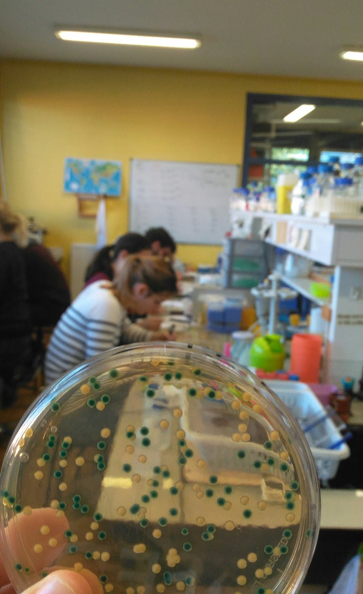 JSLuneau's tweet photo. After the morning seminars on #CompetitionAssay, #TnSeq, #RBTnSeq & #WITS, the afternoon was dedicated to a hands-on practical course on the #inplanta competition assays performed to assess the fitness of #Xanthomonas mutants 💪 https://t.co/XppKTpOMuJ