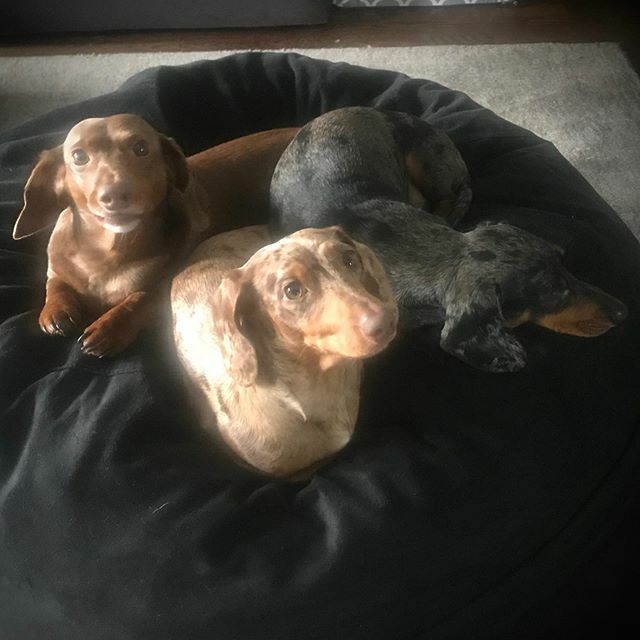 ltlovesdogs's tweet photo. My loves... #dachshund https://t.co/rJt22qzlFi
