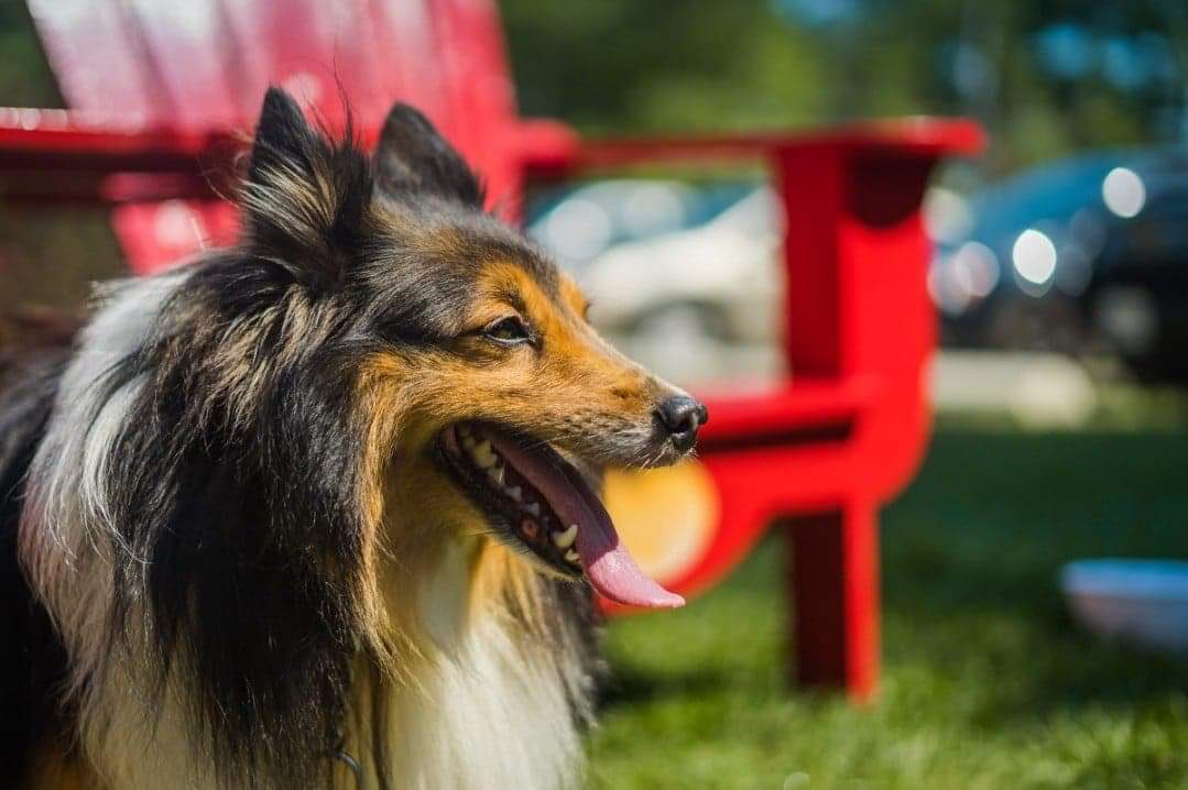 The last few posts were so winter grey!  Time to remember that summer is around the corner.
.
.
.
#dogsofopinicon #summerlove #greendream #idreamofsunshine #chaffeyslock #discoverON #opiniconadventures