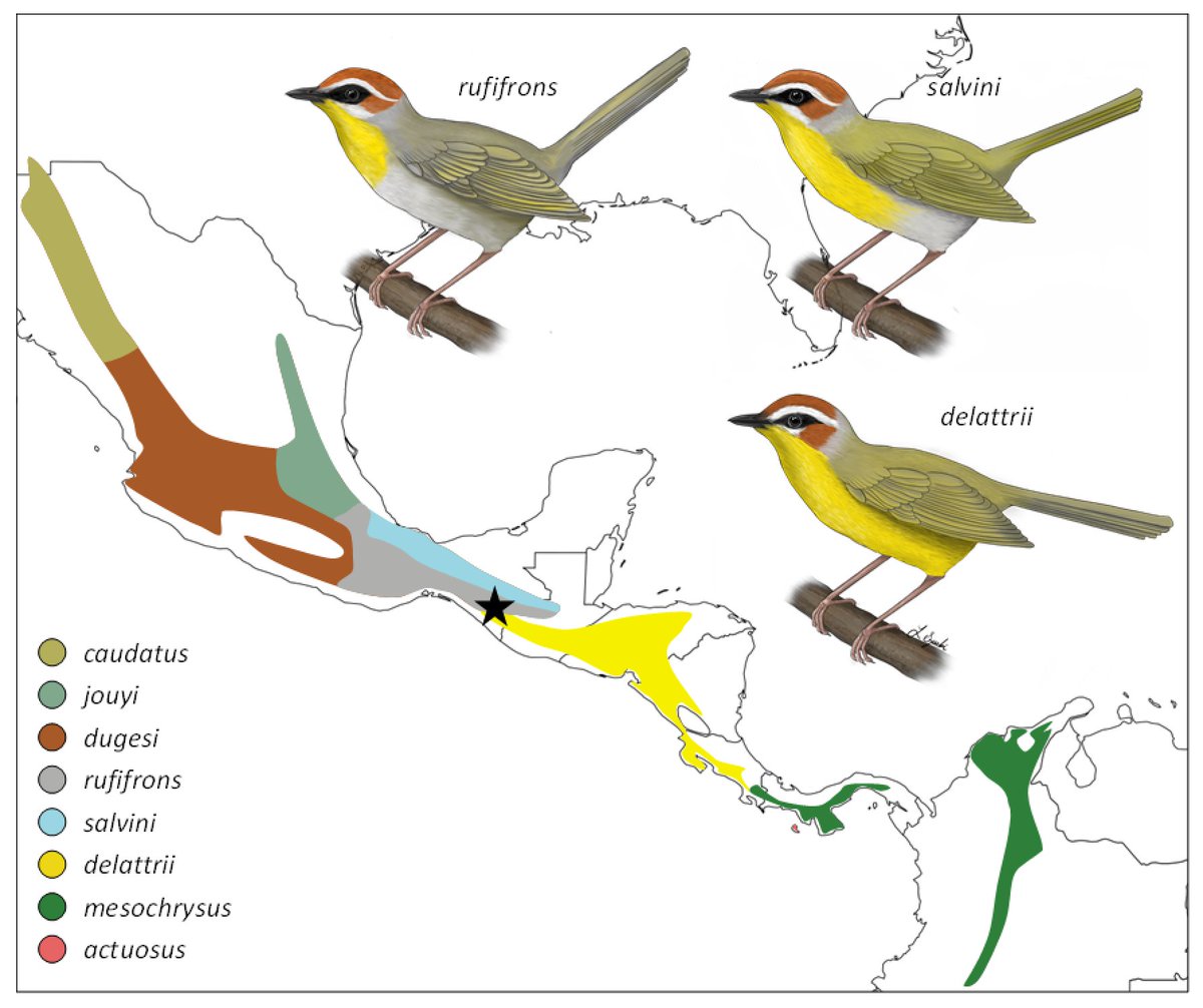 DMennill's tweet photo. Our paper "Divergence in plumage, voice, and morphology indicates speciation in Rufous-capped Warblers" was accepted for publication today (pending minor revision) @AukJournal! Led by @AD_basileuterus with @JRobertoSosa @ColSciSimpson @Steph_Doucet and me. Congratulations team! https://t.co/fF8EWCsWxx