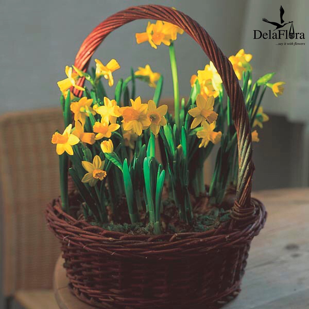 Delaflora1's tweet photo. Get your #wcw this beautiful basket of Narcissus Daffodils🌼indoor flowers😍
___________________________________________
Tag a floral lover🥰/Spread the word😉
#narcissus #narcissusflower #daffodils #daffodils🌼 #flowers #wednesdaymood #ChaCha #Sarkodie #AnlogaJunctionAlbum https://t.co/DhsvczvjU3