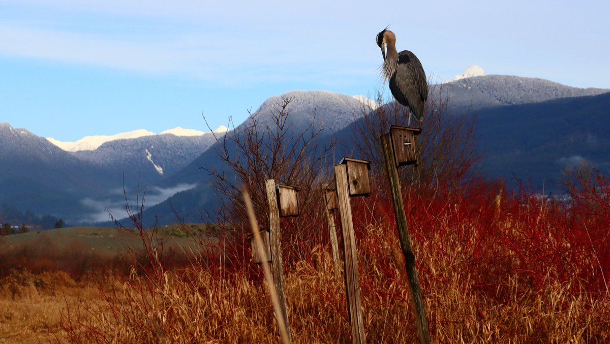 Congratulations Tania Deisinger, you are the winner of our 'Picture Perfect Parks' Photo Contest! This stunning photo was taken at Colony Farms regional park. Her description and photo will be featured in our upcoming March Newsletter. Thank you to everyone for entering!