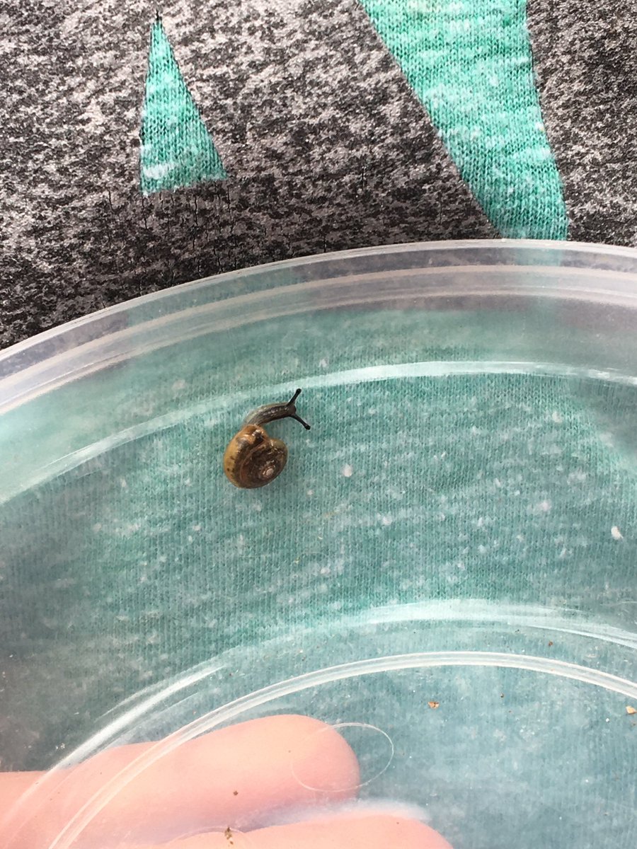 GilbertSTEMGES's tweet photo. Look what our #ForestFirst friends found during their exploration time today! #ForestFriends https://t.co/VnM2yG9CfW