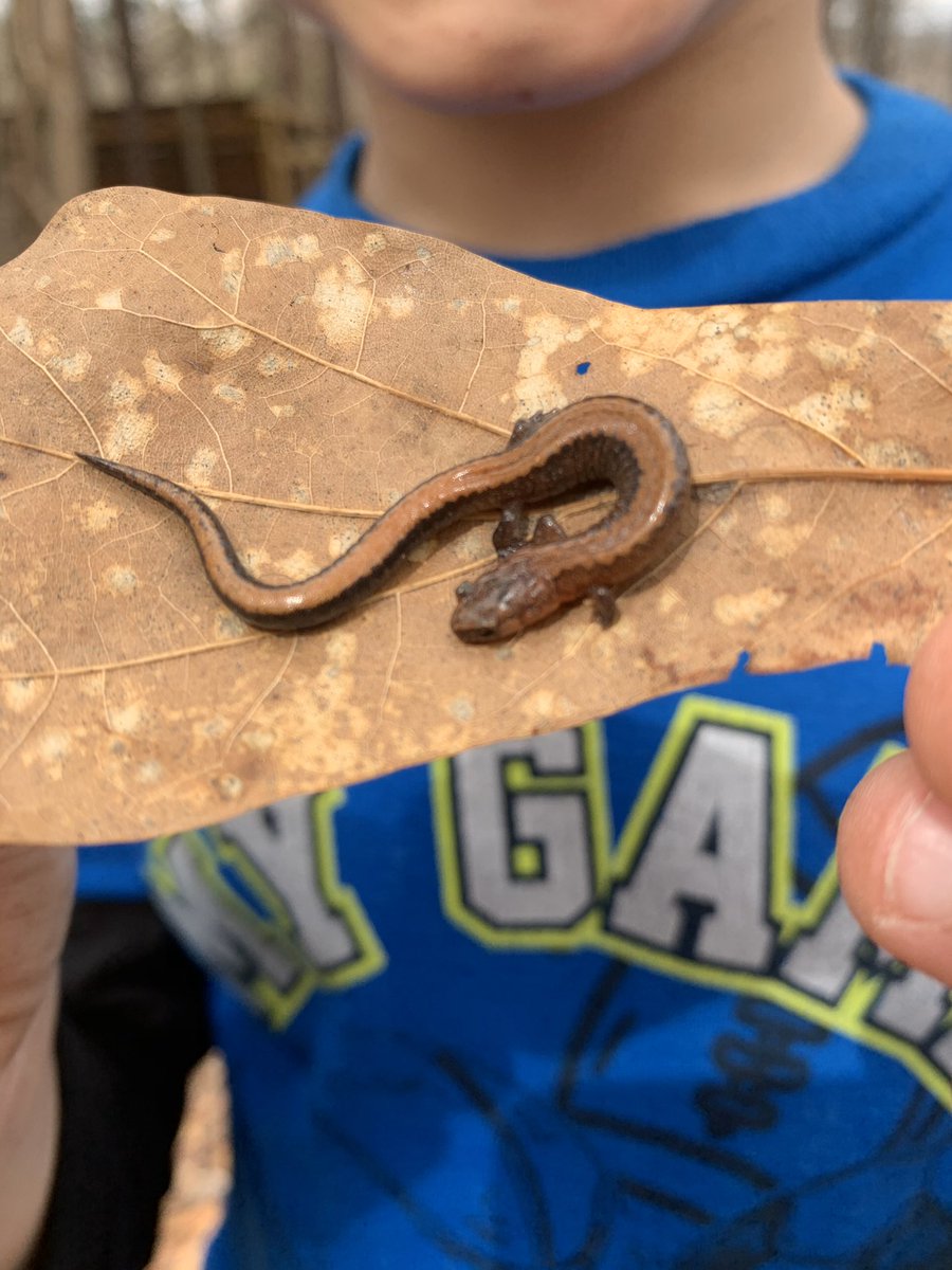 GilbertSTEMGES's tweet photo. Look what our #ForestFirst friends found during their exploration time today! #ForestFriends https://t.co/VnM2yG9CfW