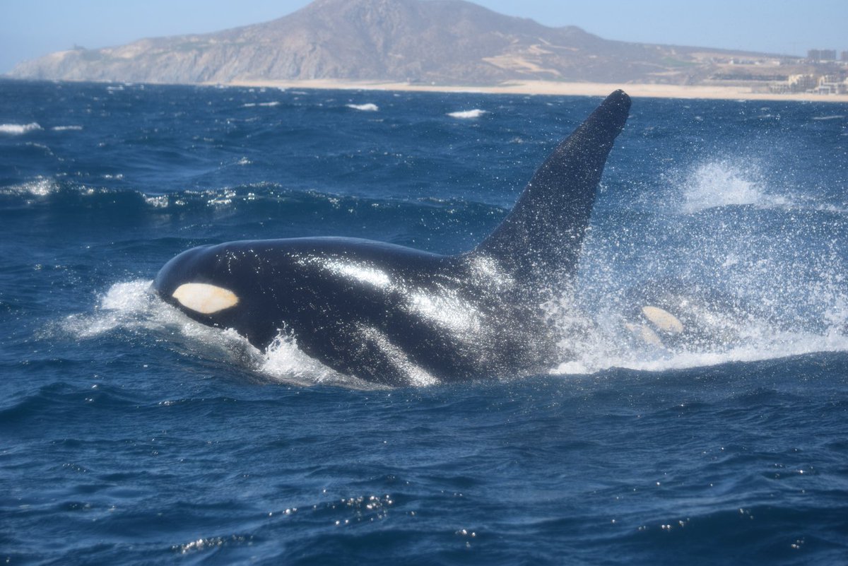 Whale Watch Cabo tweet media