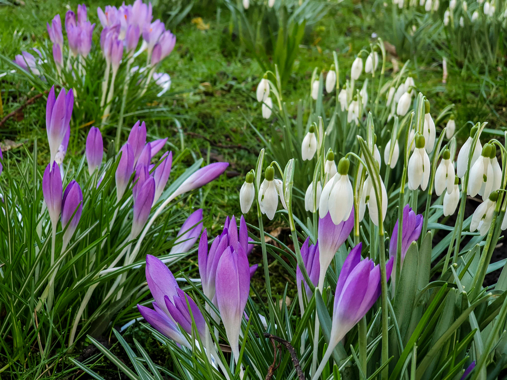 HeidiInTransit's tweet photo. A sure sign of #spring - #crocus and #snowdrops in #KewGardens southwest #London - https://t.co/QDHQbyMrkR https://t.co/EvZ2mKycl9