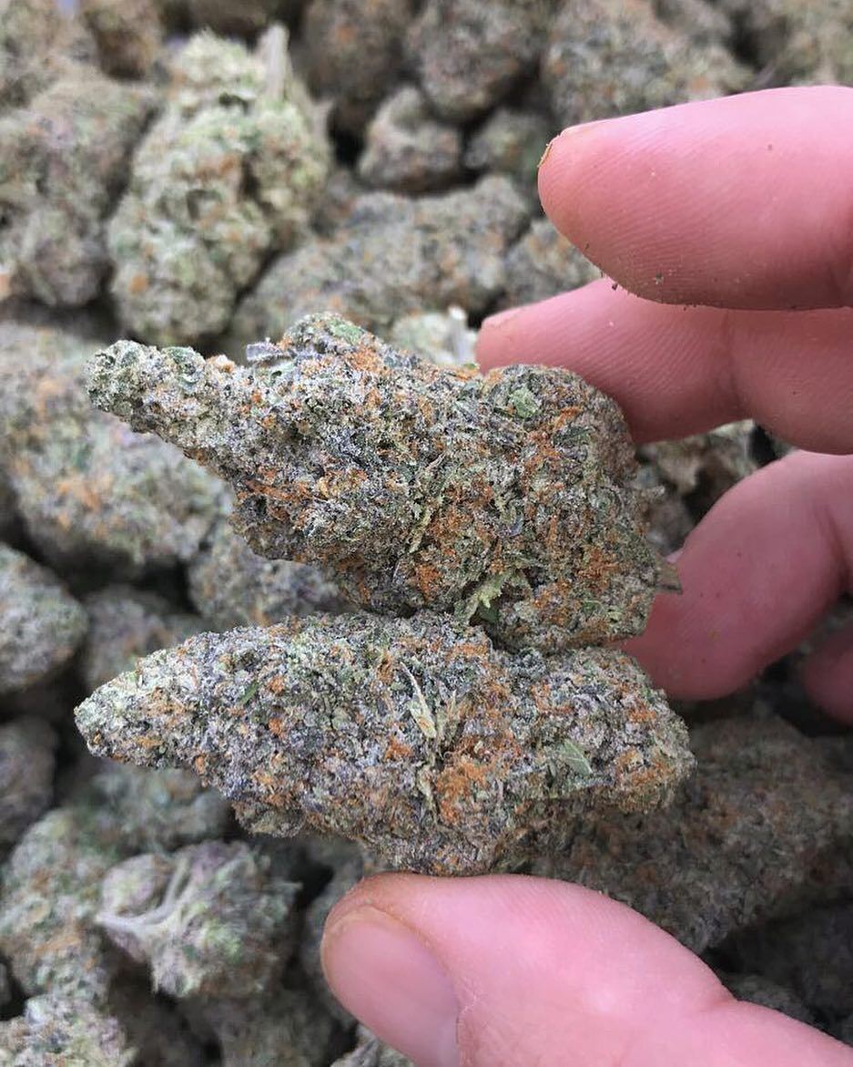 Mabeuh9's tweet photo. Pour plus d'informations ↙️🆕🌿🌷💯🍁🙄
💌Snap/mabeuh_98
💌Wickr/mabeuh98
#Hyères #montauban #weedfr #weedforsale #weedparis #lovelyplace #birthdaydinner #deniske #ninhosdt #niska #teamninho #niskaofficiel #teamniska #post #france #flipagram #flipagrams  #flipagramm #flipagrama https://t.co/OGZbKEO67Q