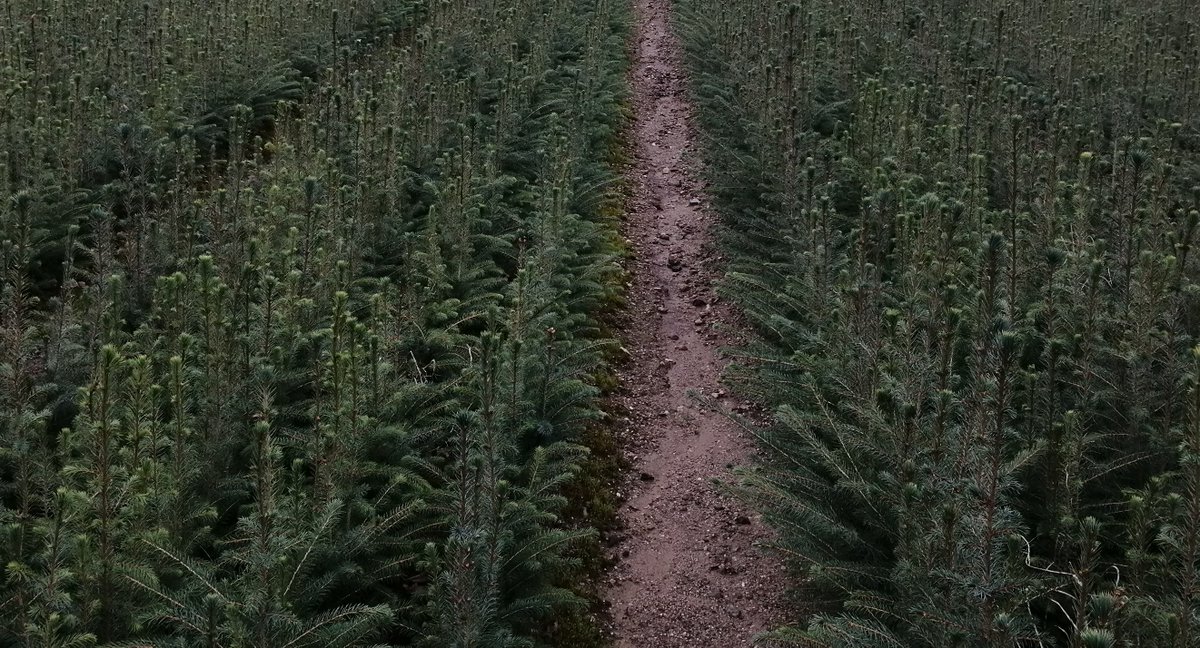 FFedderwitz's tweet photo. Thanks to the staff at Ballintemple Nursery for their help and showing me around. It was very interesting to see! 🌲🌲🌲@coilltenews https://t.co/Eo4RuBE2mu