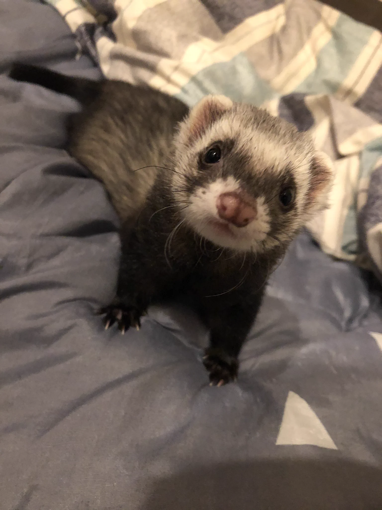 @808Towns では、うちのフェレットをば 