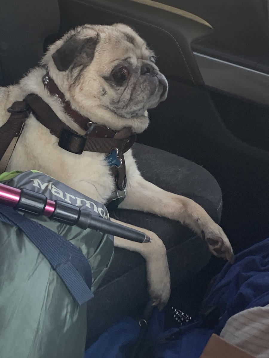 MadiTheShark's tweet photo. Chuy screams when we pause @ATWWDpodcast so that’s a thing. @TheEmSchulz and @xtineschiefer have replaced me in my sons life. #WorksForMe #RoadTrip https://t.co/YOz00LnwvT