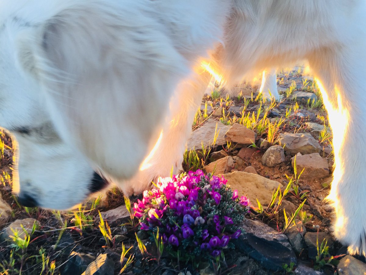 te_werner's tweet photo. The magic of spring... She said is waiting to be discovered. It helps to have Luna Girl to share in the joy! #tewerner #writer #wildflowers #springtime #englishcreamgoldenretriever https://t.co/sP9u1NQAk4