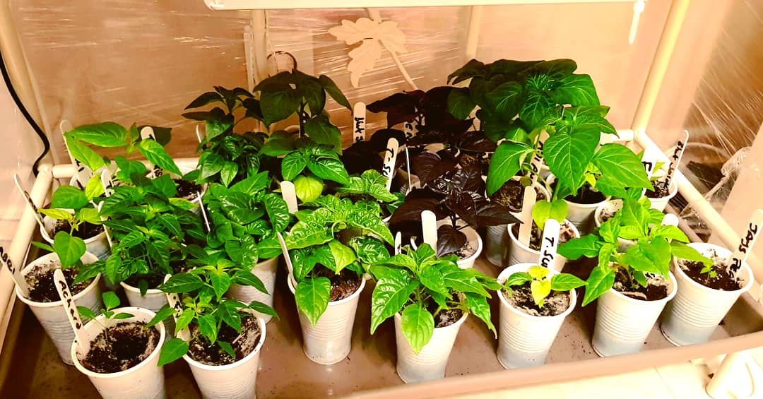 OjChillies's tweet photo. Almost at the 2 month mark. Really happy with progress. Some leaves bubbling ๐ฌ , some yellow, otherwise most healthy and tip top ๐
๐ค๐๐ฑ๐ถ๐ฅ
#gyo #chillies #oj #ojchillies #stichilli #stitches #brokeneyeguy #pokeyplantation #2020
#feedthefyah https://t.co/MVPzbnvAuL