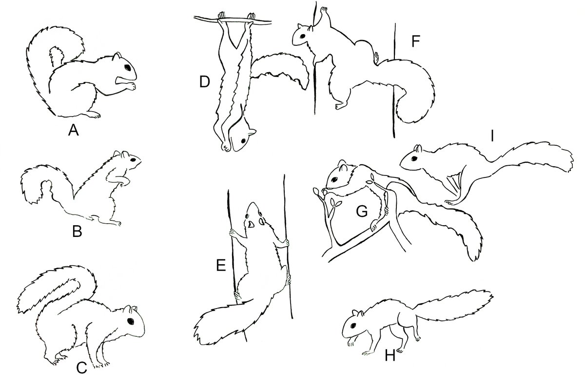 bezanswer's tweet photo. Bioanths or primatologists moving online? Here is a squirrel posture/locomotion figure to provide to students to study squirrels outside.  A: Sit, B: Stand, C: Quad stand, D: Vertical hang, E: Climb, F: Vertical cling, G: Squat, H: Walk, I: Run. DM me for a full assignment. https://t.co/sHQCDGHeQ5