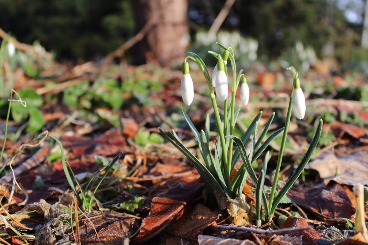 MattisonInnis's tweet photo. spring is just around the corner at niagara parks botanical garden 🌱 https://t.co/0FMyufZ6rG