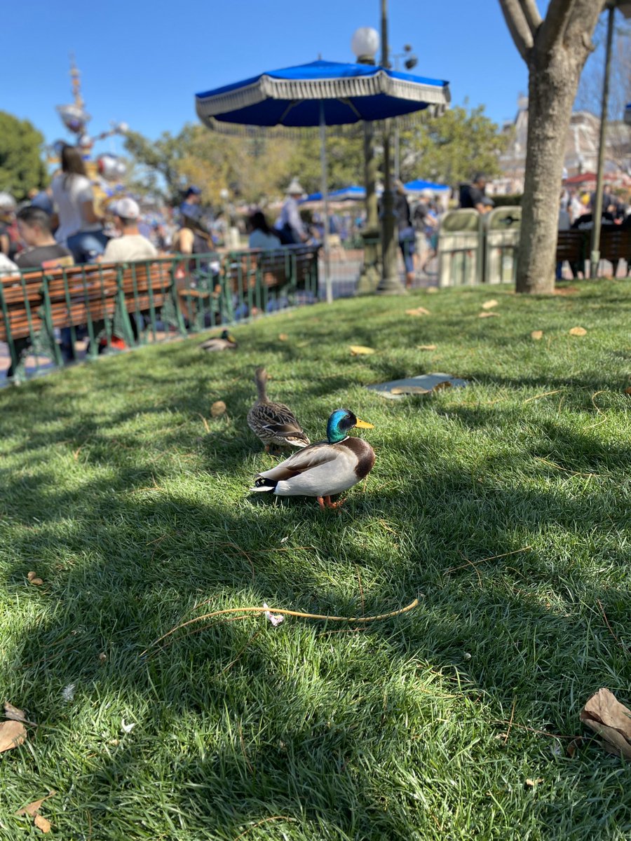 samianniepratt's tweet photo. Here are my photos of the Disneyland ducks 🦆💛 https://t.co/JyHmxDLgIe