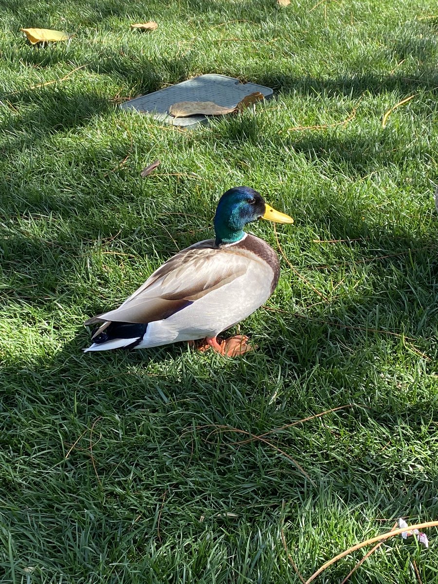 samianniepratt's tweet photo. Here are my photos of the Disneyland ducks 🦆💛 https://t.co/JyHmxDLgIe
