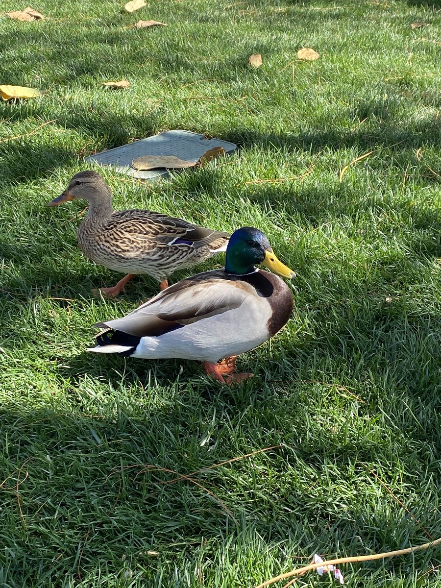 samianniepratt's tweet photo. Here are my photos of the Disneyland ducks 🦆💛 https://t.co/JyHmxDLgIe