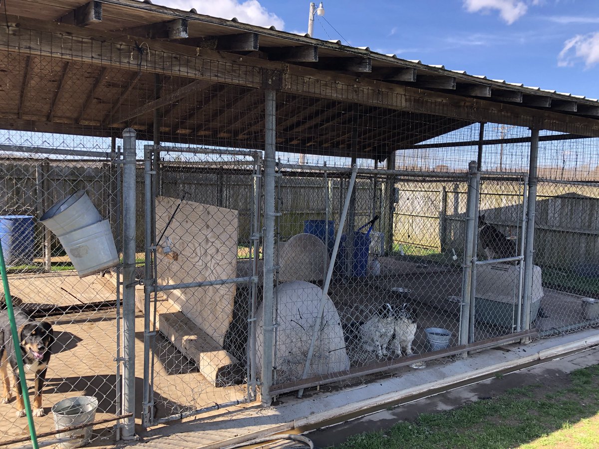 kaylamossien's tweet photo. Looking to support #animalrights and rescue? @lasthopek9's Annual Service Trip does just that. A group of volunteers (incl. me!) heads to southern #shelters to improve conditions. Please help through #donations if you can. https://t.co/6DR6CpqXly https://t.co/AXGpiomXQ2