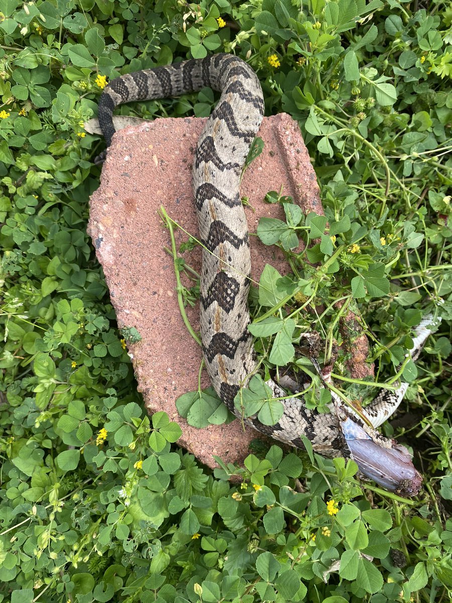 CurrenSy_Spitta's tweet photo. My grass guy skips a week and it’s fuckin ferngully out here.... had the fight of my life outside tryna wash the elcamino. I won...I’m sorry to any animal rights activists who reads this. Twas either him or me,or my pup,or one of the homies so his ass got the deebo brick. https://t.co/CmhRKvCquE