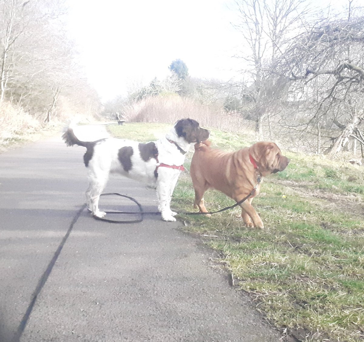 Dog Days Dog Walking Services. Est. 2008. tweet media