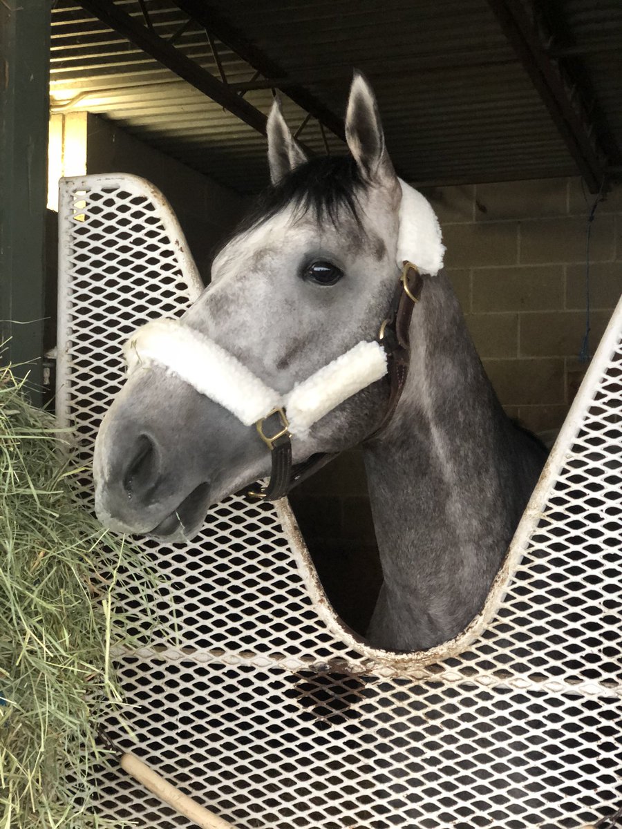 OaklawnRacing's tweet photo. California connections have arrived! NADAL trained by Bob Baffert and Grade 1 winner @americantheorem trained by @papaprodromou arrived early this afternoon in preparations for the $1 million Rebel Stakes, Saturday, March 14! #Oaklawn2020 #OaklawnRacing #Rebel2020 https://t.co/SNGtwOZzWk