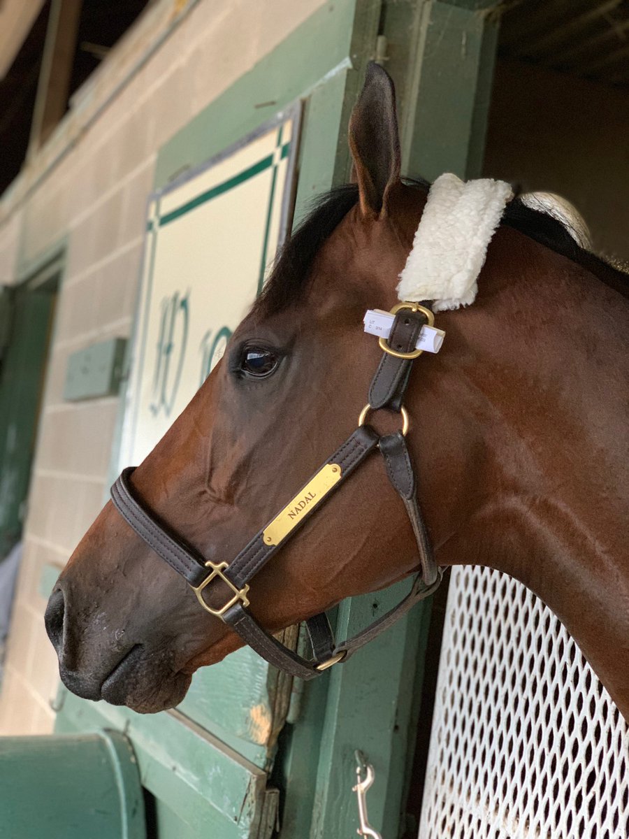 OaklawnRacing's tweet photo. California connections have arrived! NADAL trained by Bob Baffert and Grade 1 winner @americantheorem trained by @papaprodromou arrived early this afternoon in preparations for the $1 million Rebel Stakes, Saturday, March 14! #Oaklawn2020 #OaklawnRacing #Rebel2020 https://t.co/SNGtwOZzWk