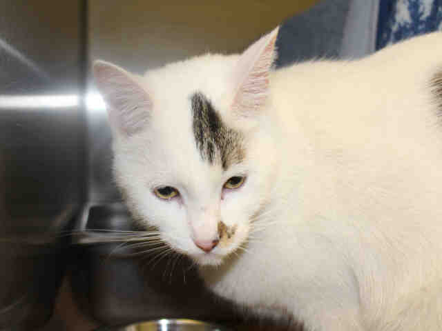 PetfindToronto tweet picture