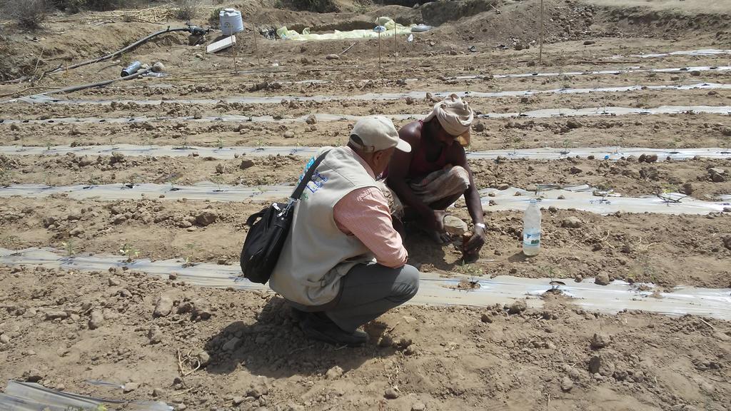 GazemOmar's tweet photo. ارشاد المزارع خلال المراحل الاولى
#تعز_المعافر2
@SFDYemen 
#FAO
#SAPREP https://t.co/QEajywwp7G
