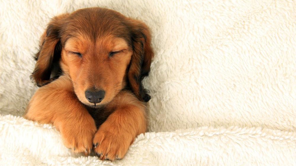 villa_albertine's tweet photo. “Faire la grasse matinée” literally translates to “to do the fat morning” which is a #FrenchExpression that means to sleep in.🐶 https://t.co/uB6LqGkcMT