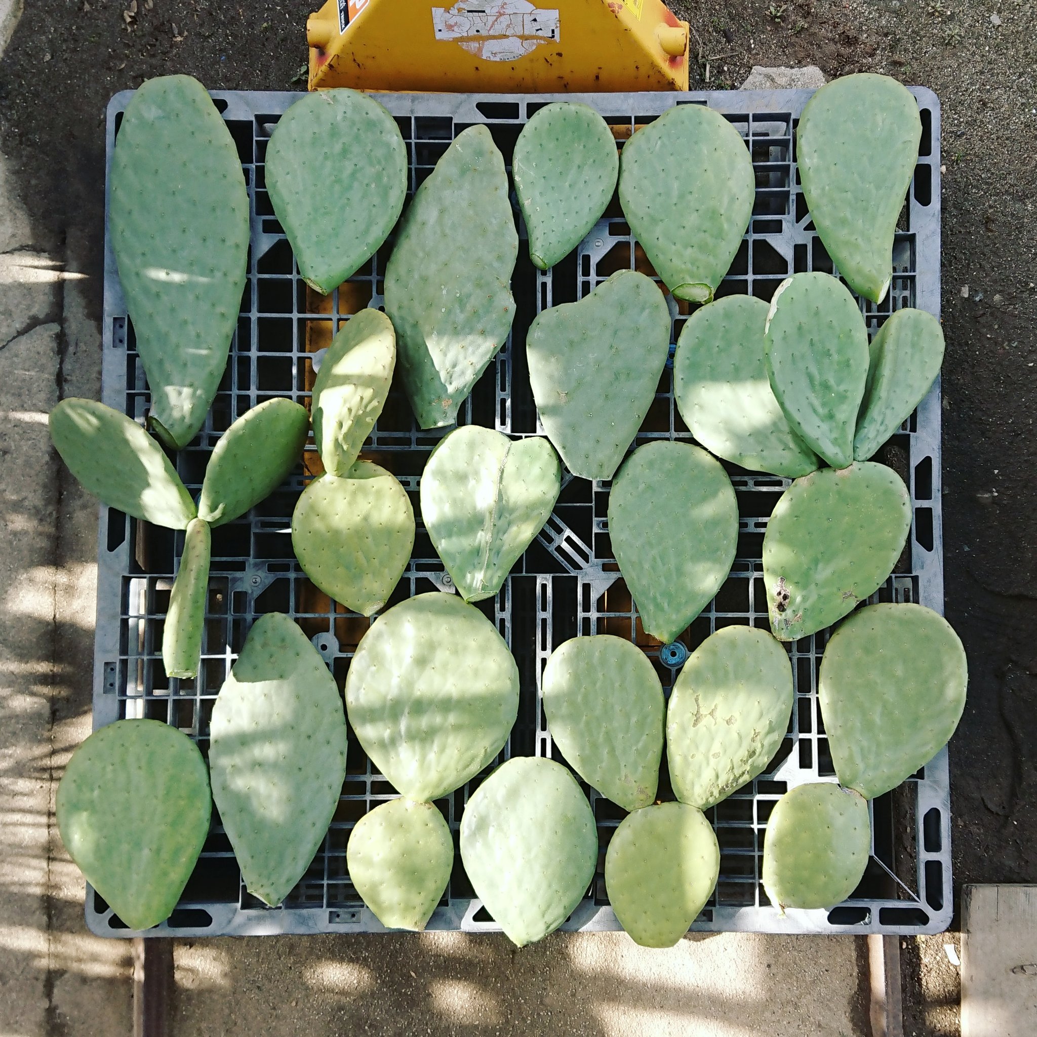 後藤サボテン すっかり春めいて 地植え熱が高まる今日この頃ですね うちが通年露地で育ててるバーバンクのカット苗出ましてん トゲもそんなに無く たまに食べたりもできる優秀なサボテンです カイガラムシ結構つきますがね 宜しくどうぞ 露地