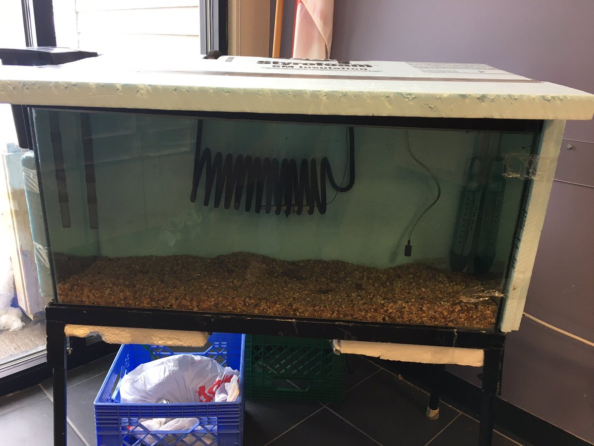 RankinSchool's tweet photo. Look at what we just received this week!!!  Our fish eggs from the #MargareeFishHatchery. We are excited to see them hatch and grow!!   Thanks!! https://t.co/OachTDxQfZ