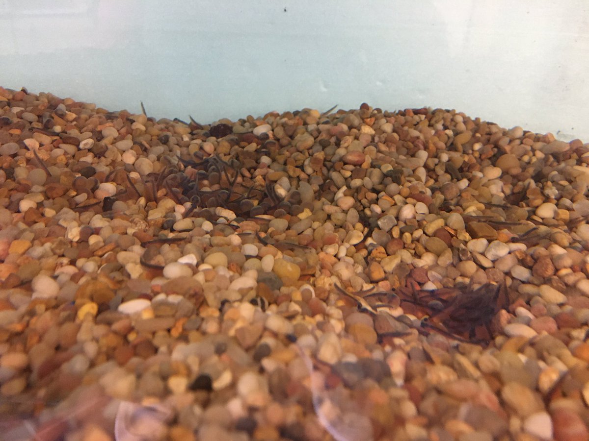 RankinSchool's tweet photo. Look at what we just received this week!!!  Our fish eggs from the #MargareeFishHatchery. We are excited to see them hatch and grow!!   Thanks!! https://t.co/OachTDxQfZ