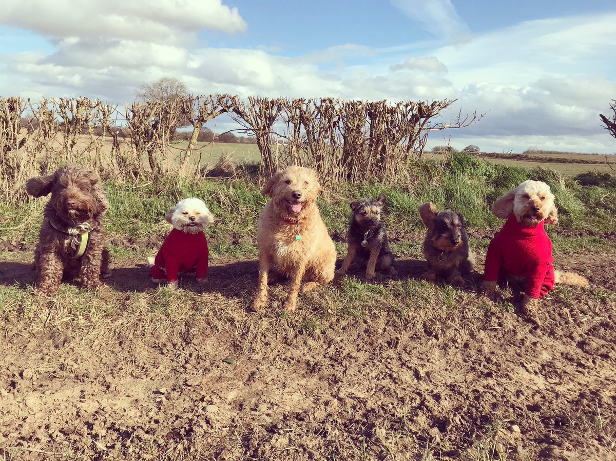 teamFMDW's tweet photo. Windy Wednesday Walkies #dogwalker #knaresborough #starbeck https://t.co/iGcKZsD6UQ