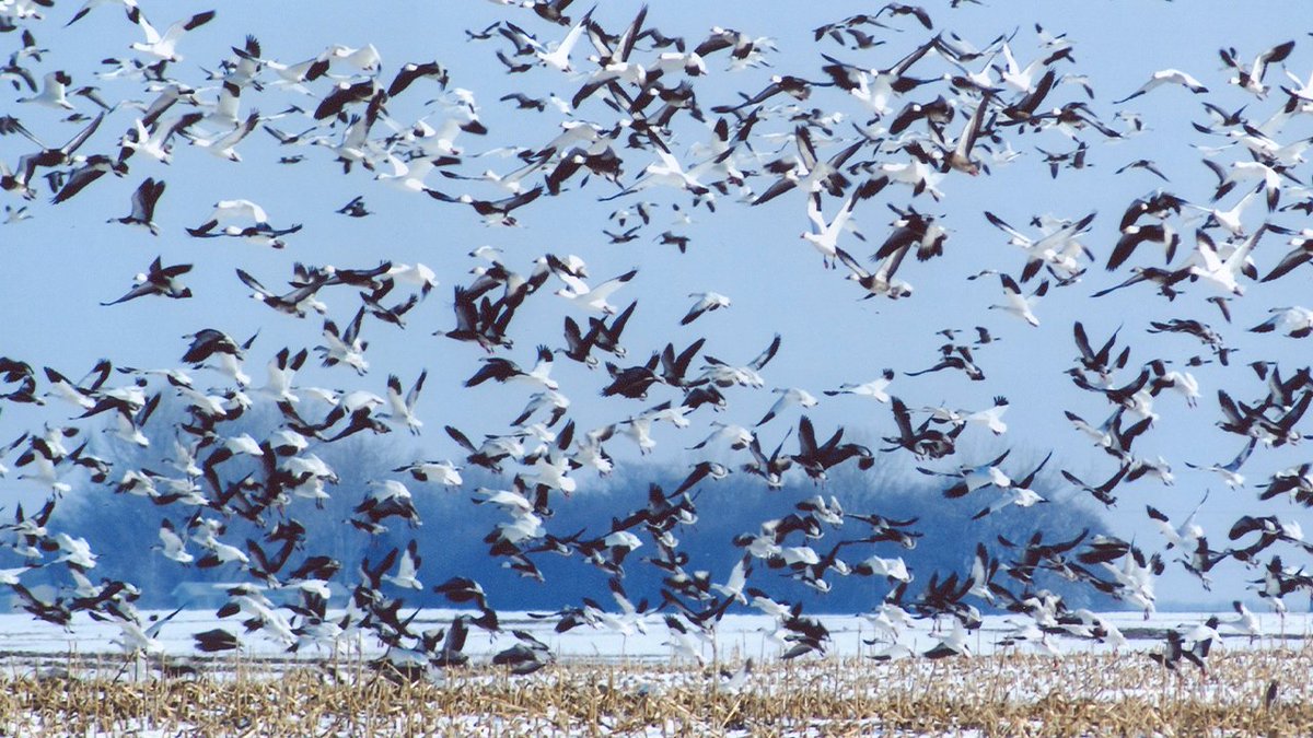 The first waves of Snow Geese have begun moving through southern North Dakota! Reports of some decent numbers near the SD border up to I-94. Just tip of the iceberg as the bulk of the snows are still south of ND. 

📷: Katherine Plessner