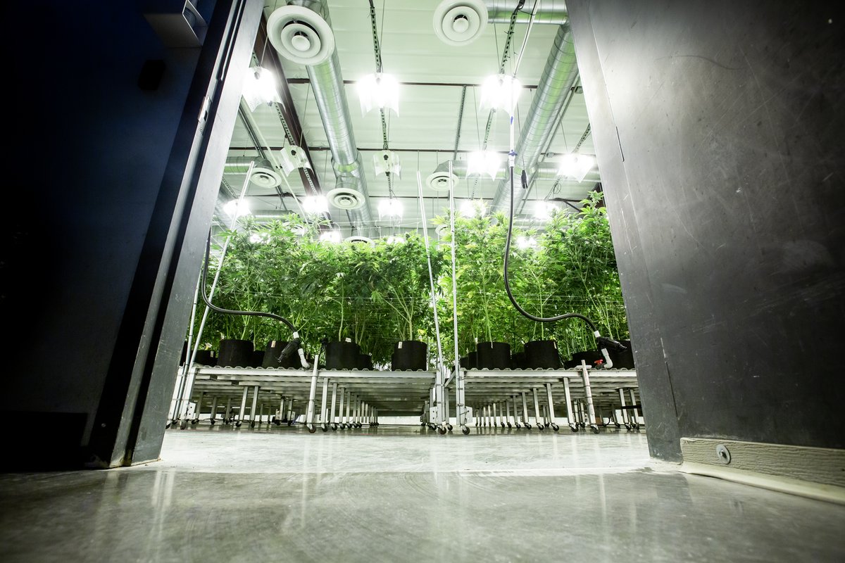 item9labs's tweet photo. Welcome to Our Happy Place: where the plants dance and the people smile π‘
#Item9Labs
#Farmily
#InGoodTimesAndGoodHealth
#GetToKnowYourGrow
#ComeTogether https://t.co/n2hz6EUExH