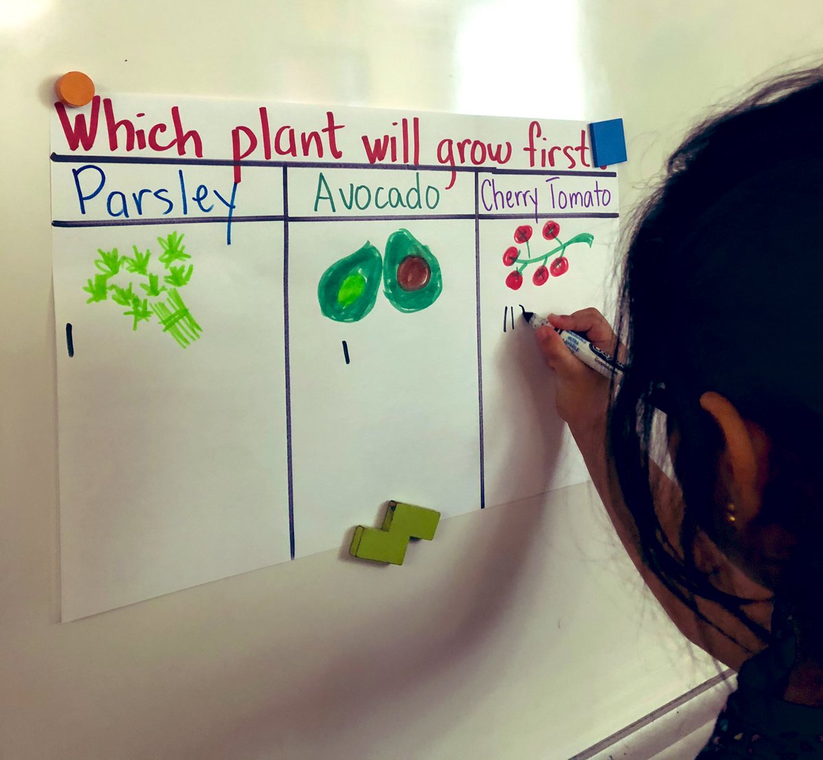 KindExplorer102's tweet photo. How we are tackling #math #mathtalk w/ our #garden #nature Wc will grow 1st? #tally #parsley, #cherrytomatoes #avocado #plantinginquiry #planting #science #biology #livingthings #observation #literacy #mathtalk #responsibility #calendar #wateringschedule @ThornwoodPS 🌬🌱🥑🍅💦🌞 https://t.co/5hq4N6U1UL