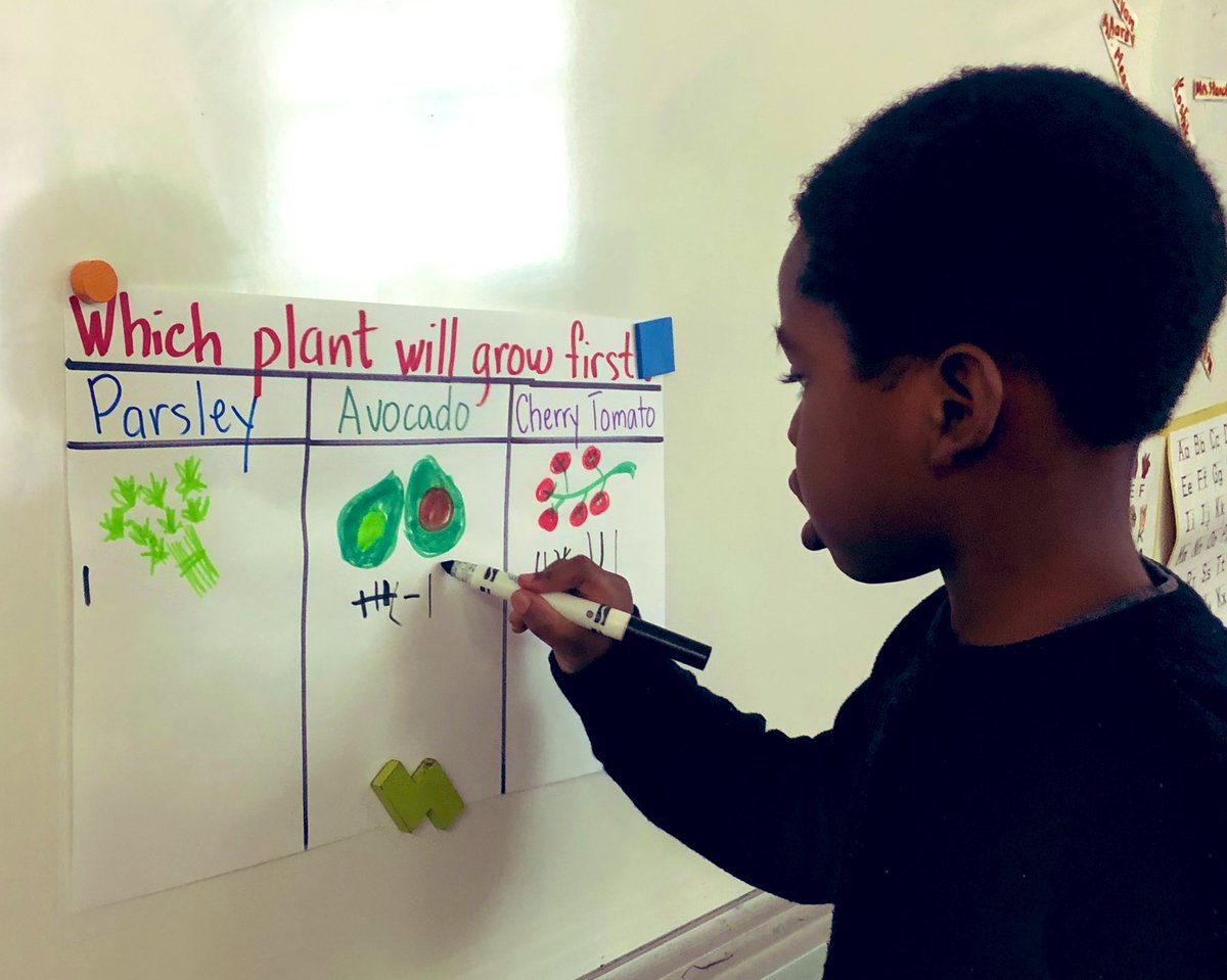 KindExplorer102's tweet photo. How we are tackling #math #mathtalk w/ our #garden #nature Wc will grow 1st? #tally #parsley, #cherrytomatoes #avocado #plantinginquiry #planting #science #biology #livingthings #observation #literacy #mathtalk #responsibility #calendar #wateringschedule @ThornwoodPS 🌬🌱🥑🍅💦🌞 https://t.co/5hq4N6U1UL