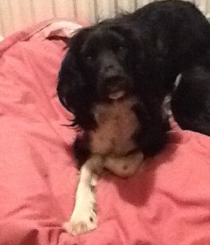 bs2510's tweet photo. HUMPHREY #SpanielHour
#Missing 09 Jan 2013 #Newport #Rickling #Quendon area #SouthEast CB11
Male #KingCharles/#Springer #Spaniel Cross (Neutered) Young Adult Black with White socks Predominantly black with white socks and a white tipped tail.
https://t.co/YLVFMD0tGF https://t.co/j3AfeE9cWX