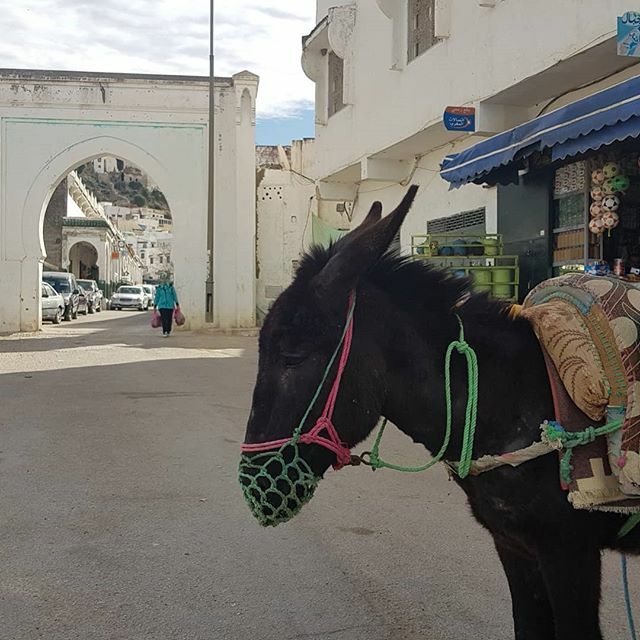 Dar Zerhoune tweet media