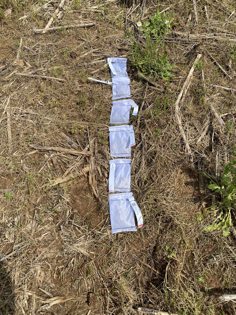 lsu_BMPs's tweet photo. Just how fast does cover crop biomass degrade and when are nutrients released? We’ll have a better estimate with Kritsanee’s research. #CoverCrops https://t.co/XqgSSQQYyC