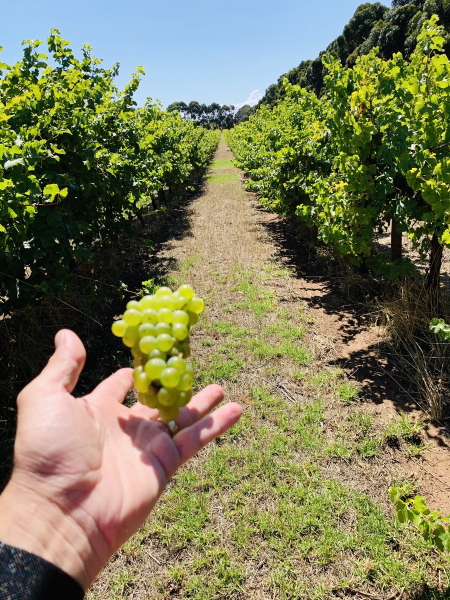 filfarina's tweet photo. Show us your whites! Robe and Mt Benson are home to some bloody good Sauv Blanc! #viticulture #agronomy #limestonecoast #robe #mtbenson #sauvblanc https://t.co/wpgzwrTzeM