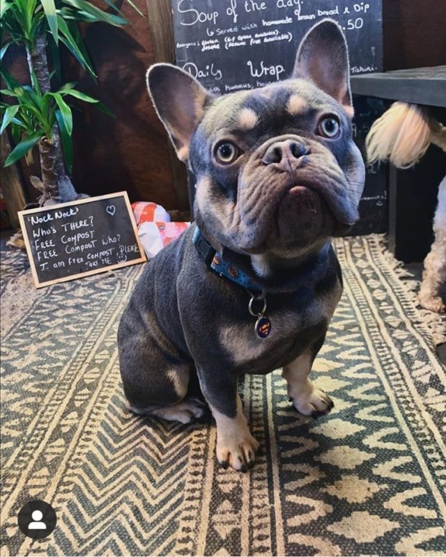 packthepooch's tweet photo. #dogfriendly vegan cafe based in Sandyford 🐶🐾
https://t.co/Q0g0c7j5cQ
.
#dogfriendlycafe #dogfriendlydublin #dogfriendlyireland #vegan #vegancafe #vegancafedublin #dogmom #dogdad #dogswelcome #dogstagram #doglovers  #wheretogowednesday #travelwithyourdog #packthepooch https://t.co/3SXsZ6XAQC