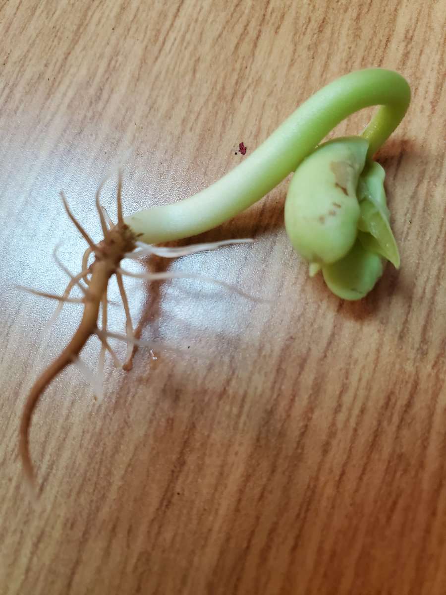 Mrs. Bognetti tweet media