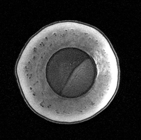 ProscanNaples's tweet photo. What is it Wednesday?  What was scanned today? https://t.co/hIjPVAhCk6