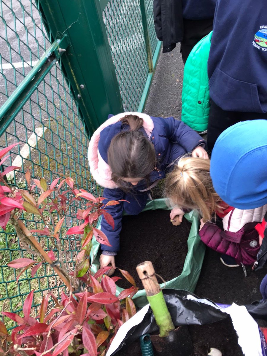 Hendrefoilan's tweet photo. Year 2 enjoyed planting potatoes today @potatoes4school #hdfp2 https://t.co/559MZ8CRD8