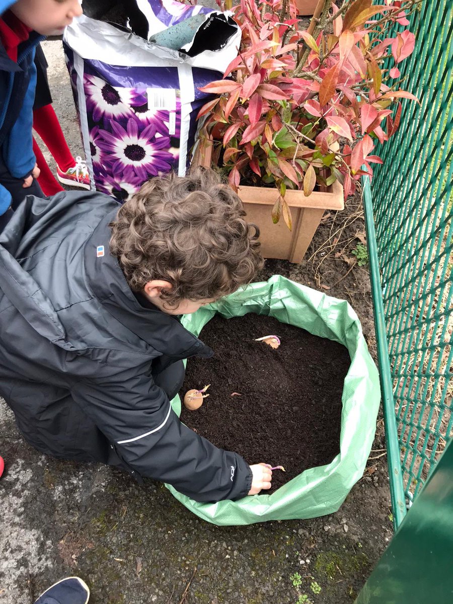 Hendrefoilan's tweet photo. Year 2 enjoyed planting potatoes today @potatoes4school #hdfp2 https://t.co/559MZ8CRD8
