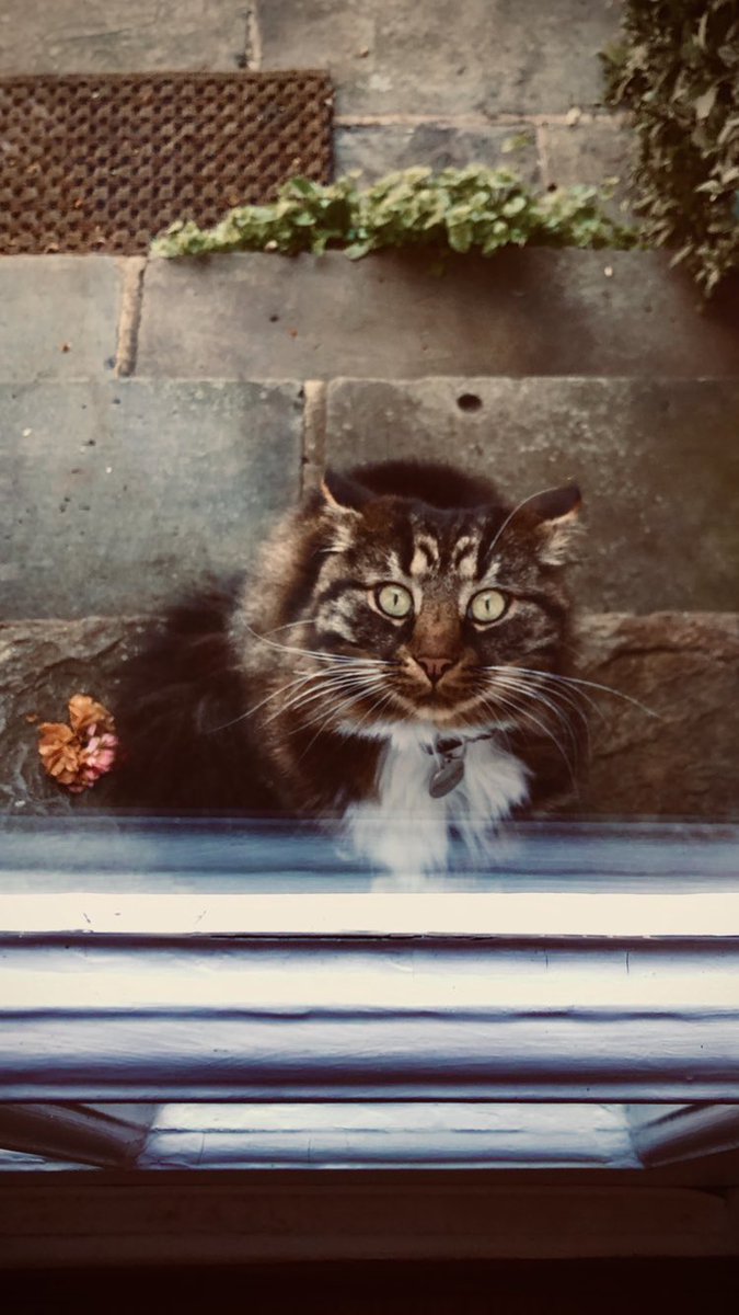 rickygervais's tweet photo. She’s not here, Monty 💔 https://t.co/zzfinYmOra