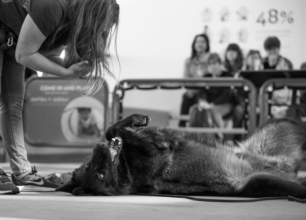 FaelenThe's tweet photo. @wuffgrrl NOT A WILD ANIMAL... good lord these people want to be stupid, no way around it. And oh look- it’s is doing public work with the CA science center to EDUCATE thousands about wolfdogs and their extreme needs. Likely more than you’ve ever done for the breed https://t.co/K1Ghzs6v0V